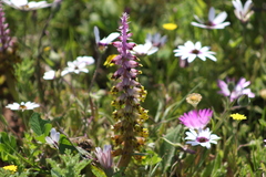 Lachenalia mutabilis