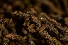 Andreaea nivalis