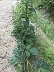 Nabalus × mainensis