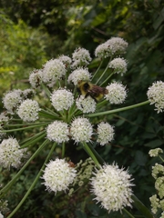 Bombus flavidus flavidus