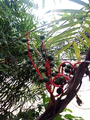 Chamaedorea seifrizii