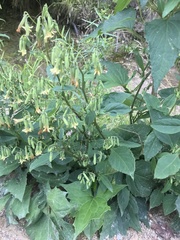 Nabalus × mainensis