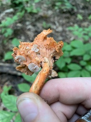 Entoloma parasiticum