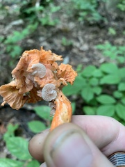 Entoloma parasiticum