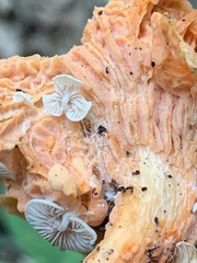 Entoloma parasiticum