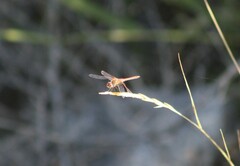 Sympetrum semicinctum