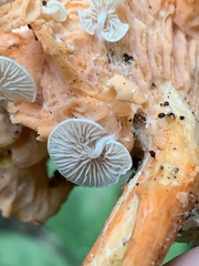 Entoloma parasiticum