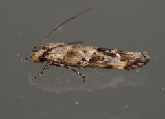 Mompha stellella