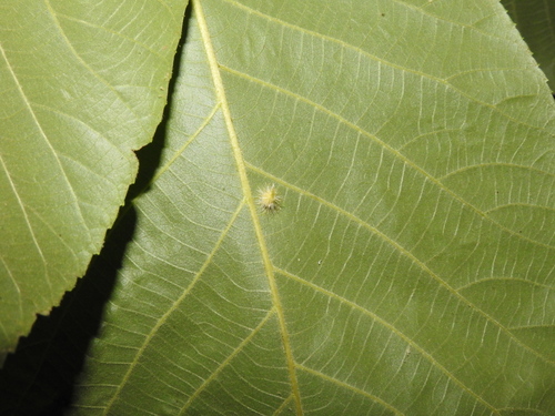 Caryomyia echinata photo 2