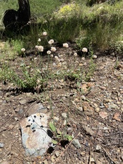 Eriogonum nudum nudum