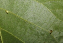 Caryomyia eumaris