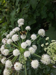 Bombus flavidus flavidus