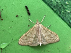 Paracorsia repandalis