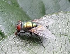 Lucilia