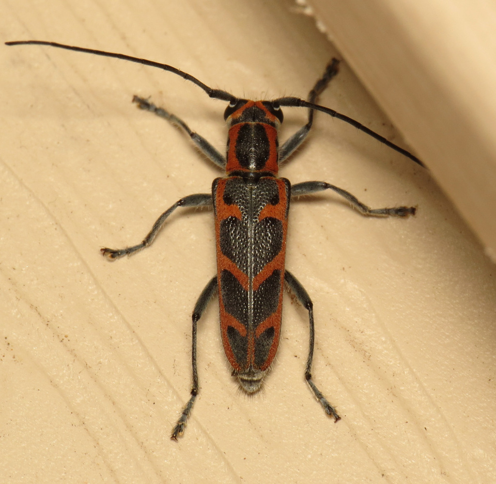 elm borer
