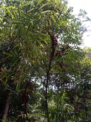 Chamaedorea seifrizii