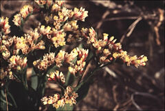 Limonium australe