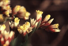 Limonium australe