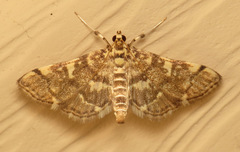 Apogeshna stenialis