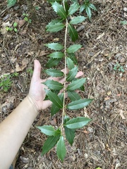 Osmanthus heterophyllus
