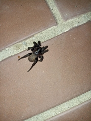 Amblyocarenum doleschalli