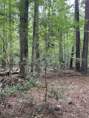 Osmanthus heterophyllus