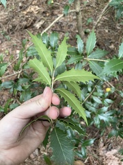 Osmanthus heterophyllus