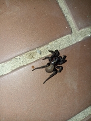 Amblyocarenum doleschalli