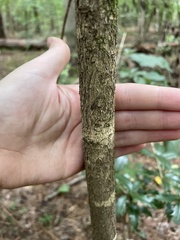 Osmanthus heterophyllus