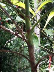 Chamaedorea seifrizii