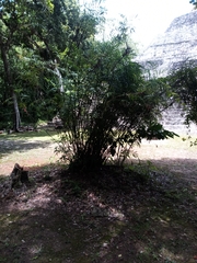 Chamaedorea seifrizii