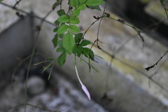 Jasminum grandiflorum