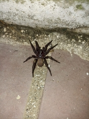 Amblyocarenum doleschalli