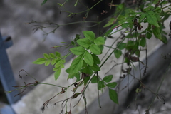 Jasminum grandiflorum