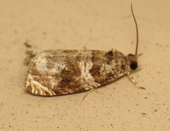 Olethreutes appendiceum