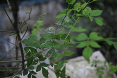 Jasminum grandiflorum
