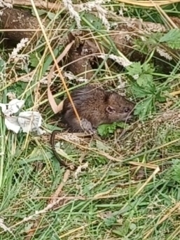 Brown Rat from Mercer Island, WA 98040, USA on August 10, 2022 at 01:30 ...