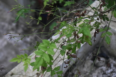 Jasminum grandiflorum