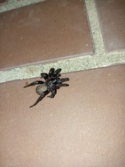 Amblyocarenum doleschalli