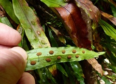Loxogramme dictyopteris