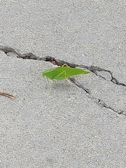 Microcentrum rhombifolium