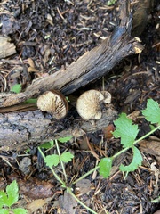 Lentinellus montanus