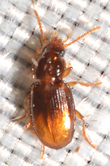 Mioptachys flavicauda