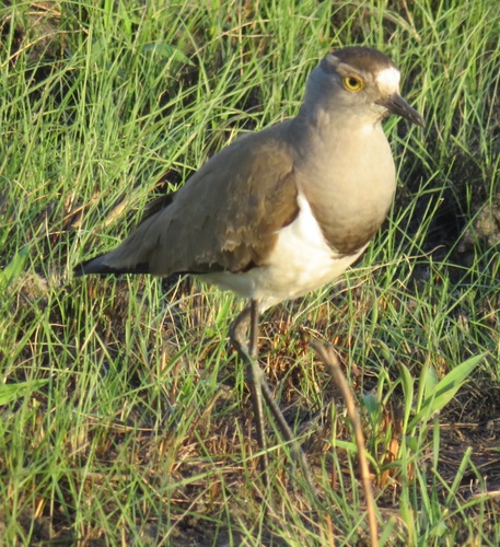 Senegal Lapwing