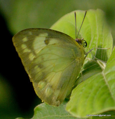 Catopsilia pomona