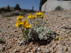 Eriophyllum lanatum integrifolium