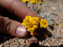 Eriophyllum lanatum integrifolium