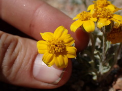 Eriophyllum lanatum integrifolium