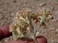 Eriogonum lobbii