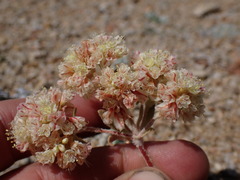 Eriogonum lobbii
